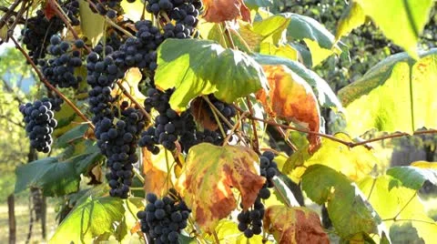 Grapevine 스톡 동영상 8947725