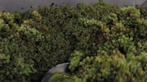 Grapevine Stock Footage 36558148