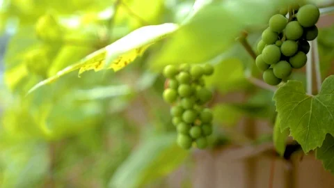 Grapevine Видео 123725466