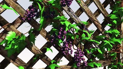 GrapeVine Stock Footage 308712313