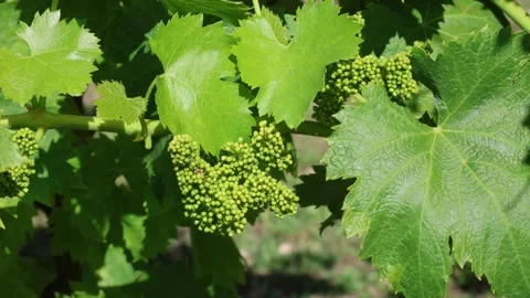 Grapevine Stock Footage 309682625