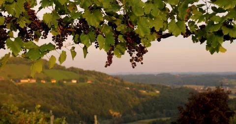 Grapevine frame, alpine landscape in the distance in summer Stock Footage 250660162