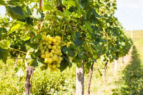 Grapevine in garden Stock Photos