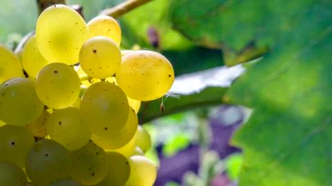 Grapevine in garden, selective focus with blur background. Close up. Stock Photos