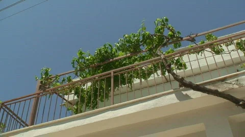 Grapevine growing over balcony Stock Footage 77749