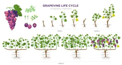 Grapevine growing stages infographic elements in flat design. Planting process イラスト素材