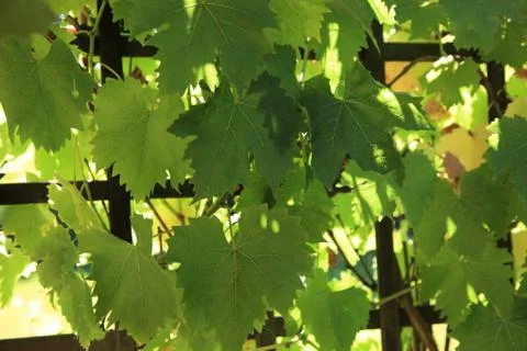 Grapevine growing on a trellis Stock Photos