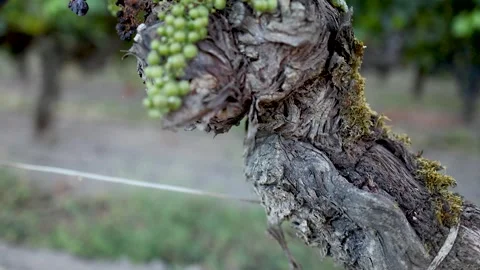 Grapevine Growth in Saint Emilion Video stock 302150468