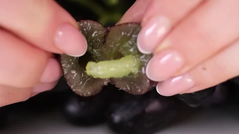 Grapevine growth set of elements, Planting process of grape from seeds, bud Video stock 254808451