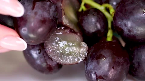 Grapevine growth set of elements, Planting process of grape from seeds, bud Video stock 254808517