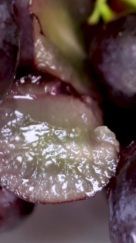 Grapevine growth set of elements, Planting process of grape from seeds, bud Video stock 262004660