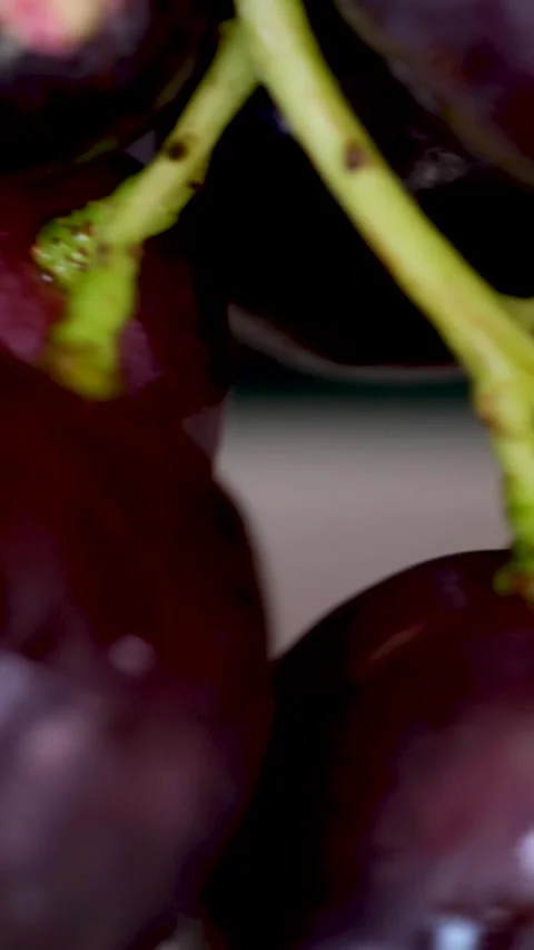 Grapevine growth set of elements, Planting process of grape from seeds, bud Video stock 262004705