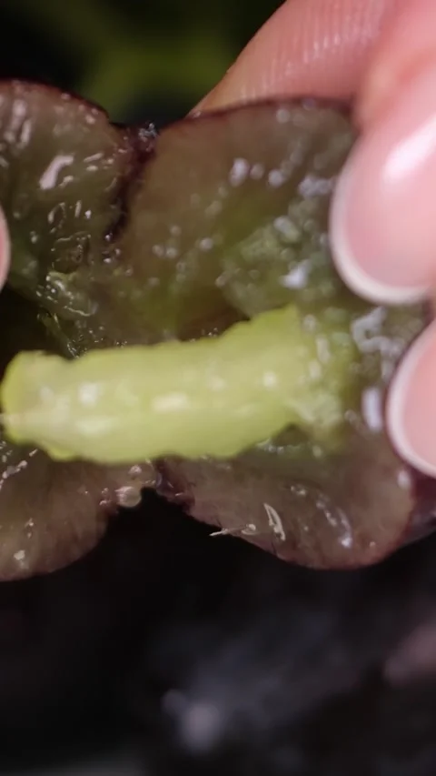 Grapevine growth set of elements, Planting process of grape from seeds, bud Video stock 263927796