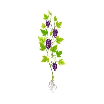 Grapevine with Hanging Mature Grape Clusters Vector Illustratio Ilustração Stock