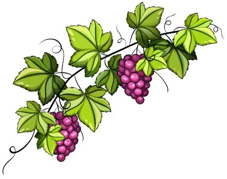 A grapevine Stock Illustration