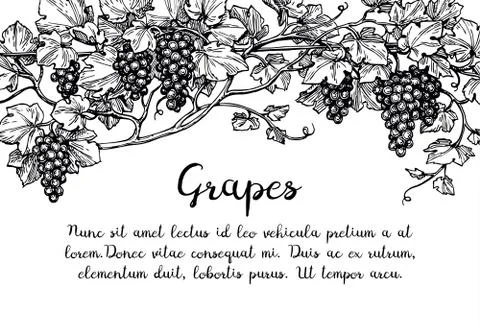 Grapevine ink sketch Ilustração Stock