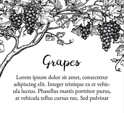 Grapevine ink sketch Ilustração Stock
