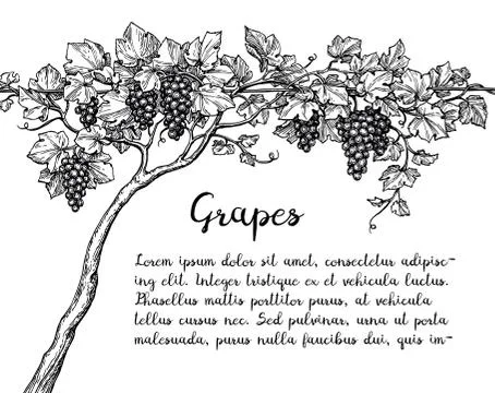 Grapevine ink sketch Ilustração Stock