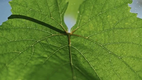 Grapevine irrigation using the example of a large beautiful grape Vídeo Stock 270060590