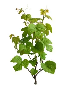Grapevine isolated Stock Photos