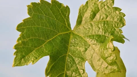 Grapevine Leaf with Closeup, and Outdoors. Stock Footage 306335351