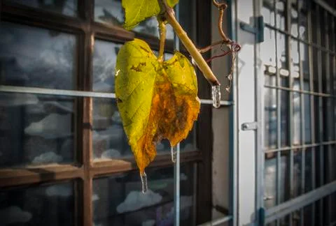 Grapevine leaf in early winter Stock Photos