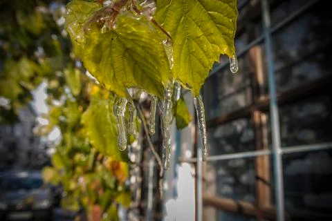 Grapevine leaf in early winter Stock Photos