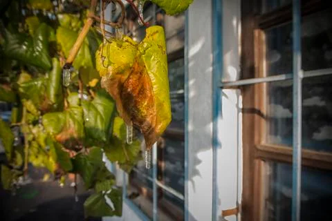 Grapevine leaf in early winter Stock Photos