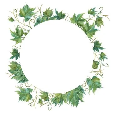Grapevine leaf grapes wreath circle watercolor illustration hand painted. For Stock Illustration