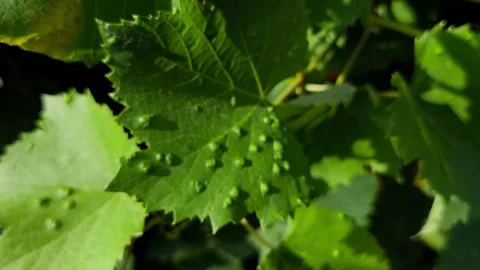 Grapevine leaf infected with grape erineum mite (Eriophyes vitis), Video stock 339684842