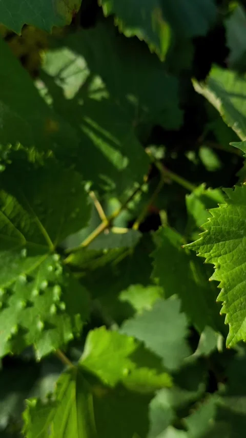 Grapevine leaf infected with grape erineum mite (Eriophyes vitis), Stock Footage 339685458