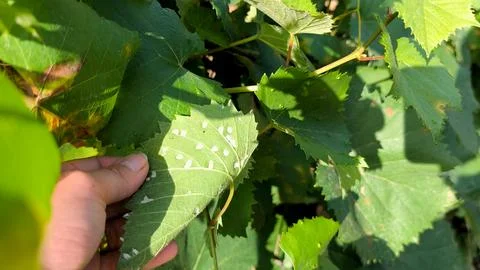 Grapevine leaf infected with grape erineum mite (Eriophyes vitis) Foto stock
