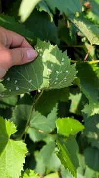 Grapevine leaf infected with grape erineum mite (Eriophyes vitis) Foto stock