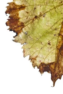 Grapevine leaf isolated Stock Photos
