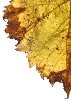Grapevine leaf isolated Stock Photos
