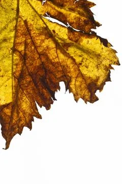 Grapevine leaf isolated Stock Photos