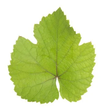 Grapevine leaf isolated on white background Stock Photos
