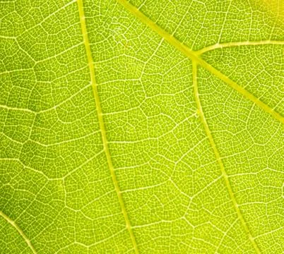 Grapevine leaf macro Stock Photos