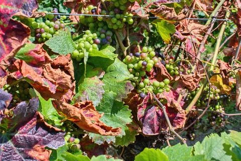Grapevine leafroll disease (GLD) is caused by a complex of vector-borne virus Stock Photos