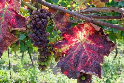 Grapevine leafroll disease (GLD) is caused by a complex of vector-borne virus Foto stock