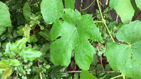 Grapevine leaves blowing in wind with budding grapes. 4K 60fps Stock Footage 277430835