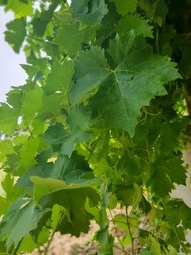 Grapevine Leaves in Close-up Stock Photos