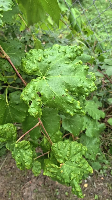 Grapevine Leaves Damaged by Grape Leaf Blister Mite 4K Vertical Video Frame Stock Footage 345448139
