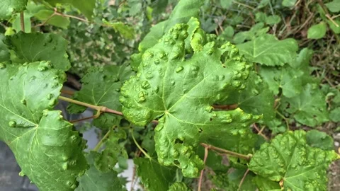 Grapevine Leaves Damaged by Grape Leaf Blister Mite 4K Horizontal Video Frame Stock Footage 345448141