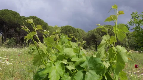 Grapevine leaves in the foreground with a forest Stock Footage 311986859