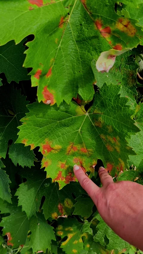 Grapevine leaves infected with downy mildew (Plasmopara viticola) Stock Footage 339685089