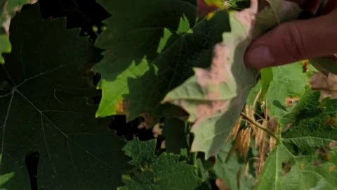 Grapevine leaves infected with downy mildew (Plasmopara viticola) Video stock 339685114