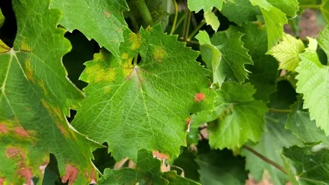 Grapevine leaves infected with downy mildew (Plasmopara viticola) Stock Footage 339685285