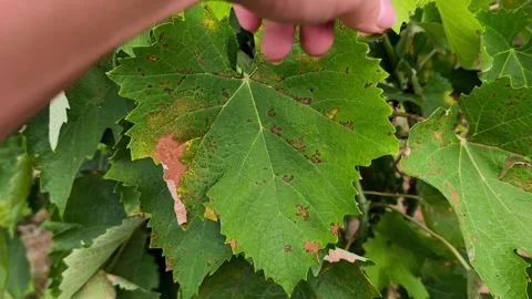 Grapevine leaves infected with downy mildew (Plasmopara viticola) Video stock 339777433