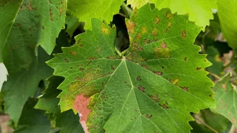 Grapevine leaves infected with downy mildew (Plasmopara viticola) Video stock 339777622